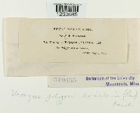 Uromyces polygoni-avicularis image