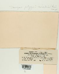 Uromyces polygoni-avicularis image