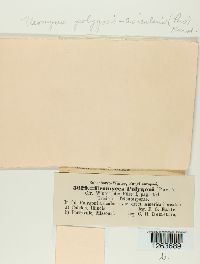 Uromyces polygoni-avicularis image