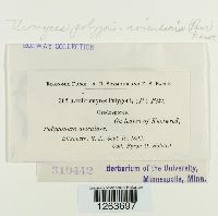 Uromyces polygoni-avicularis image