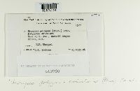 Uromyces polygoni-avicularis image