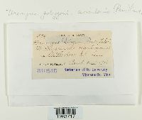 Uromyces polygoni-avicularis image