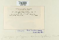 Uromyces polygoni-avicularis image