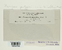 Uromyces polygoni-avicularis image