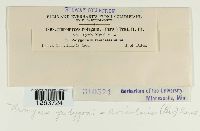 Uromyces polygoni-avicularis image