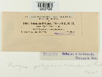 Uromyces polygoni-avicularis image