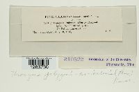 Uromyces polygoni-avicularis image