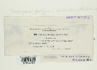 Uromyces polygoni-avicularis image