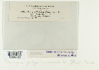 Uromyces polygoni-avicularis image