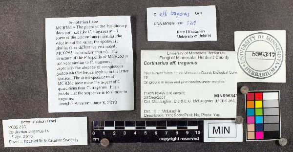 Cortinarius traganus image