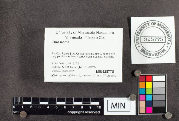 Tulostoma simulans image