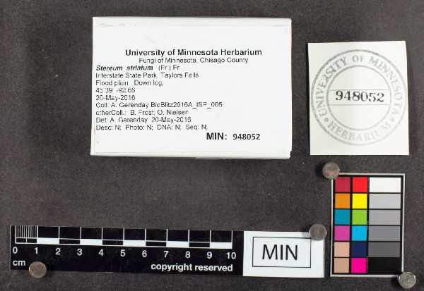 Stereum striatum image