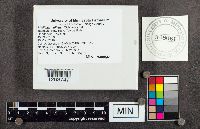 Phellinus gilvus image