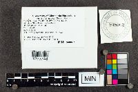 Kretzschmaria deusta image