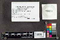 Trichaptum biforme image