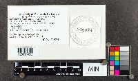 Ganoderma applanatum image