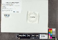 Cerioporus squamosus image