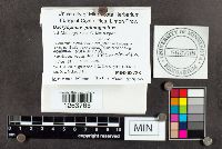 Dacryopinax primogenitus image