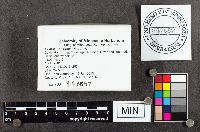 Media resource of Xylaria longipes