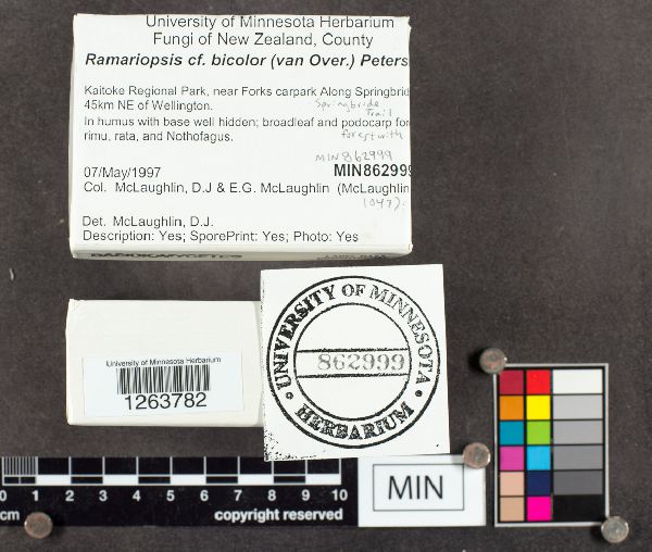 Ramariopsis bicolor image