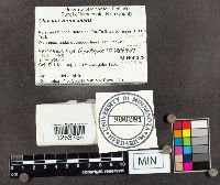 Clavaria fragilis image