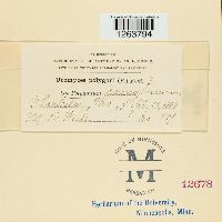 Uromyces polygoni-avicularis image