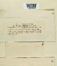 Uromyces polygoni-avicularis image