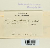 Uromyces polygoni-avicularis image