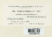 Uromyces polygoni-avicularis image