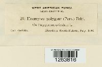 Uromyces polygoni-avicularis image