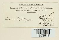 Uromyces polygoni-avicularis image