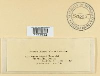 Uromyces polygoni-aviculariae image