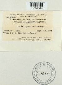 Uromyces polygoni-aviculariae image