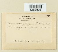 Uromyces polygoni-aviculariae image