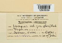 Uromyces polygoni-aviculariae image