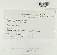 Uromyces psoraleae image