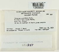 Uromyces psoraleae image