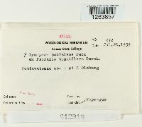 Uromyces psoraleae image