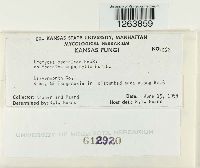 Uromyces psoraleae image