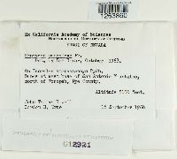 Uromyces psoraleae image