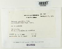 Uromyces psoraleae image