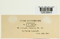 Uromyces psoraleae image