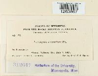 Uromyces psoraleae image