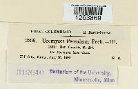 Uromyces psoraleae image