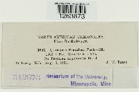 Uromyces psoraleae image