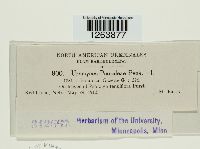 Uromyces psoraleae image