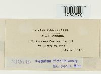 Uromyces psoraleae image