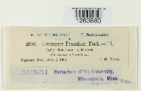 Uromyces psoraleae image