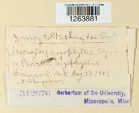 Uromyces psoraleae image