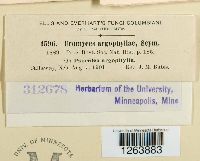 Uromyces psoraleae image